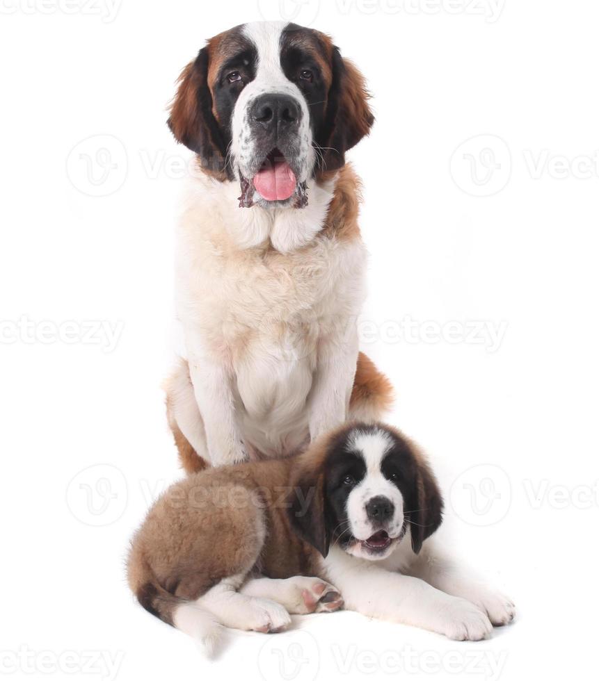 Two Loving Saint Bernard Puppies Together on a White Background photo