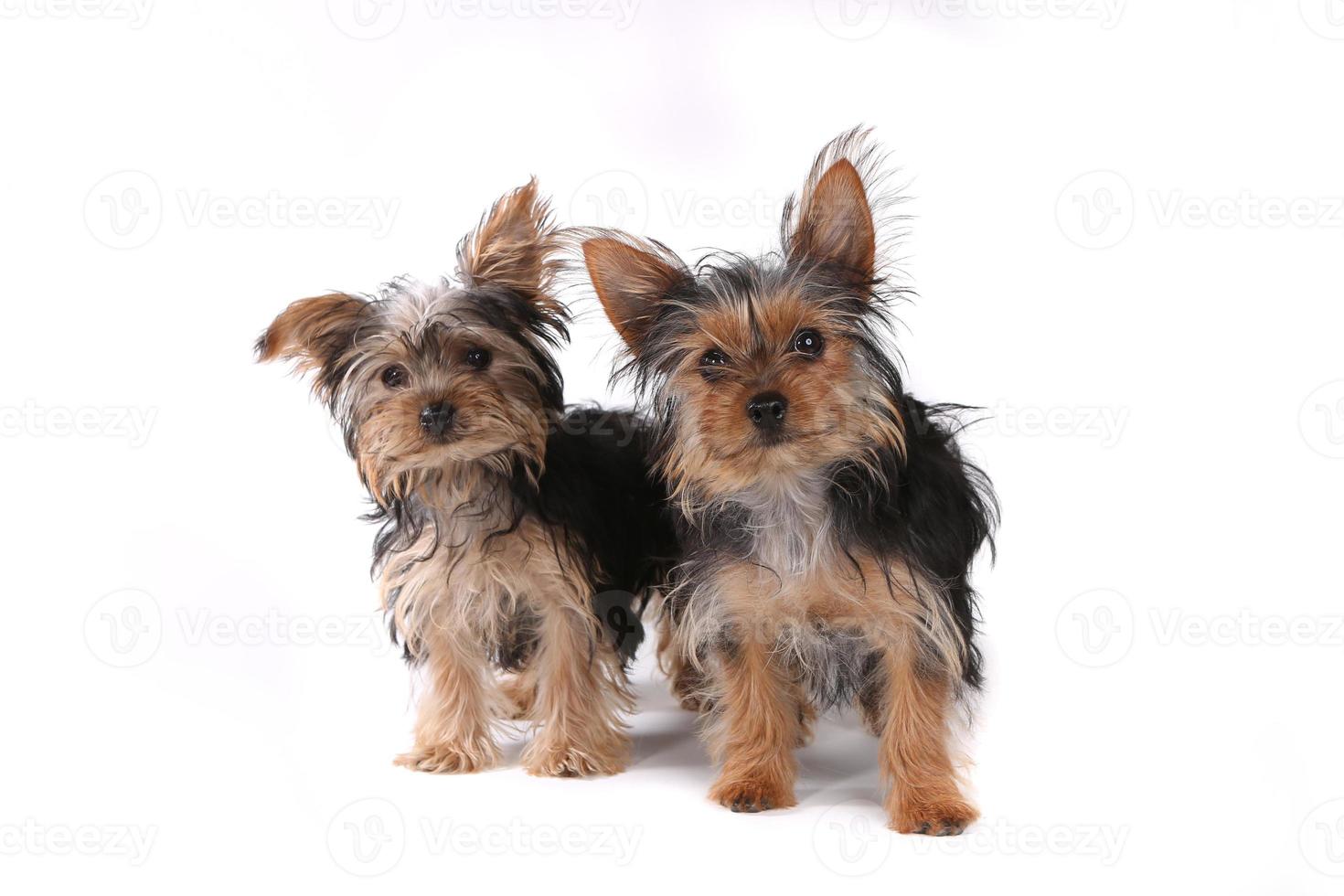 Cachorros de yorkshire terrier sentado sobre fondo blanco. foto