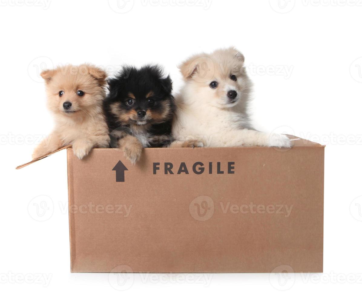 Adorable Pomeranian Puppies in a Cardboard Box photo