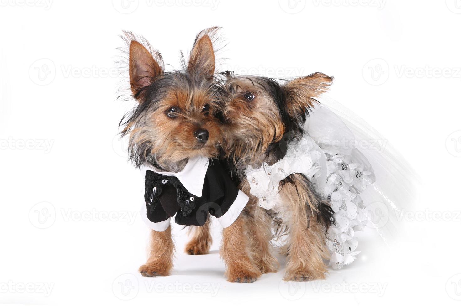 Bride and Groom Yorkshire Terrier Puppies on White photo