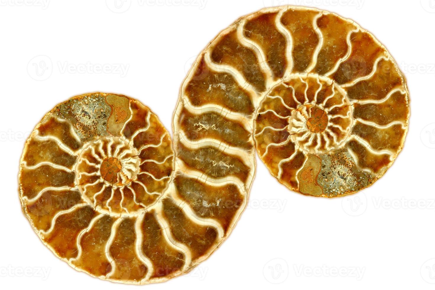 Symetrical Fossil Nautilus on White Background photo