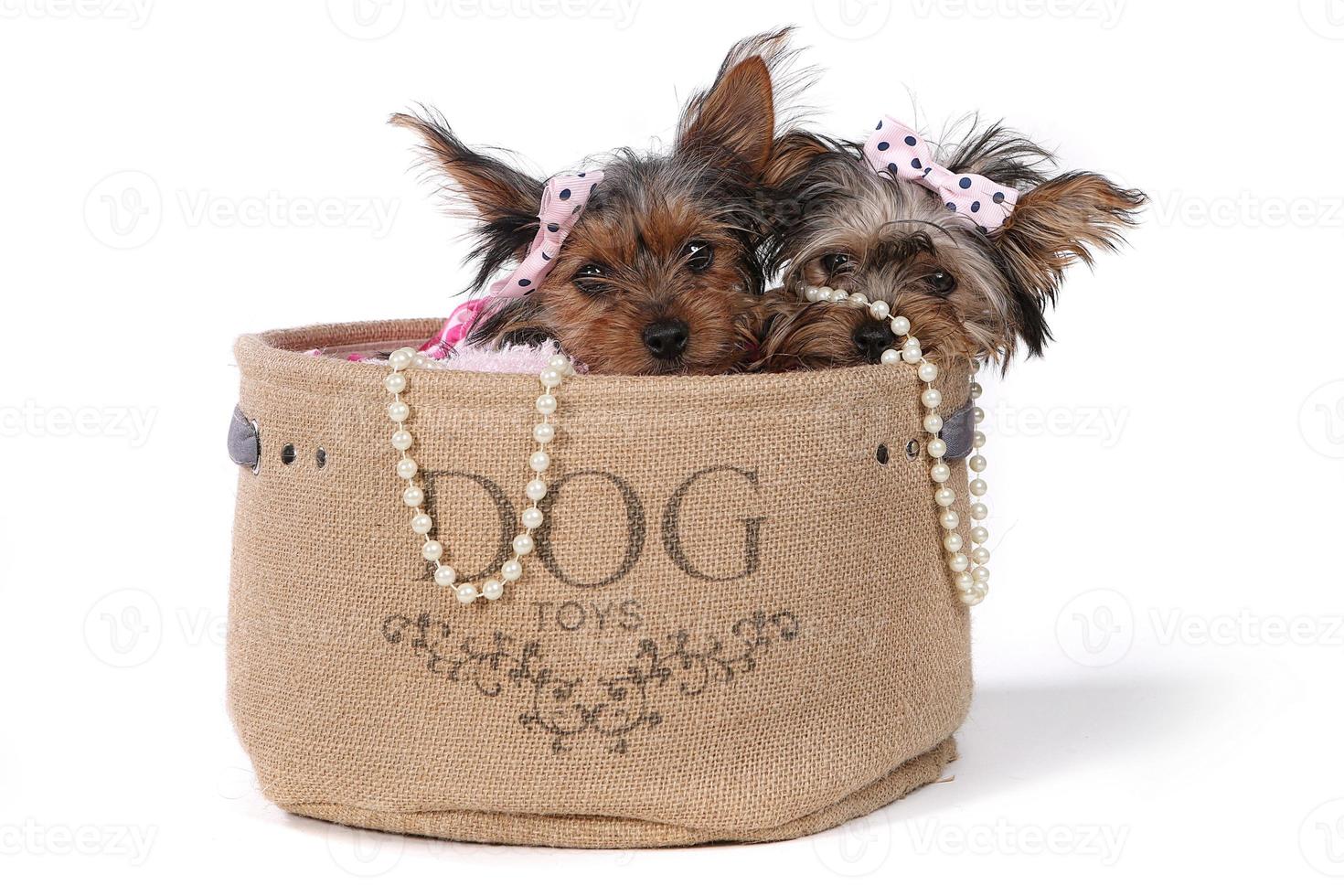 Yorkshire Terrier Puppies Dressed up in Pink photo