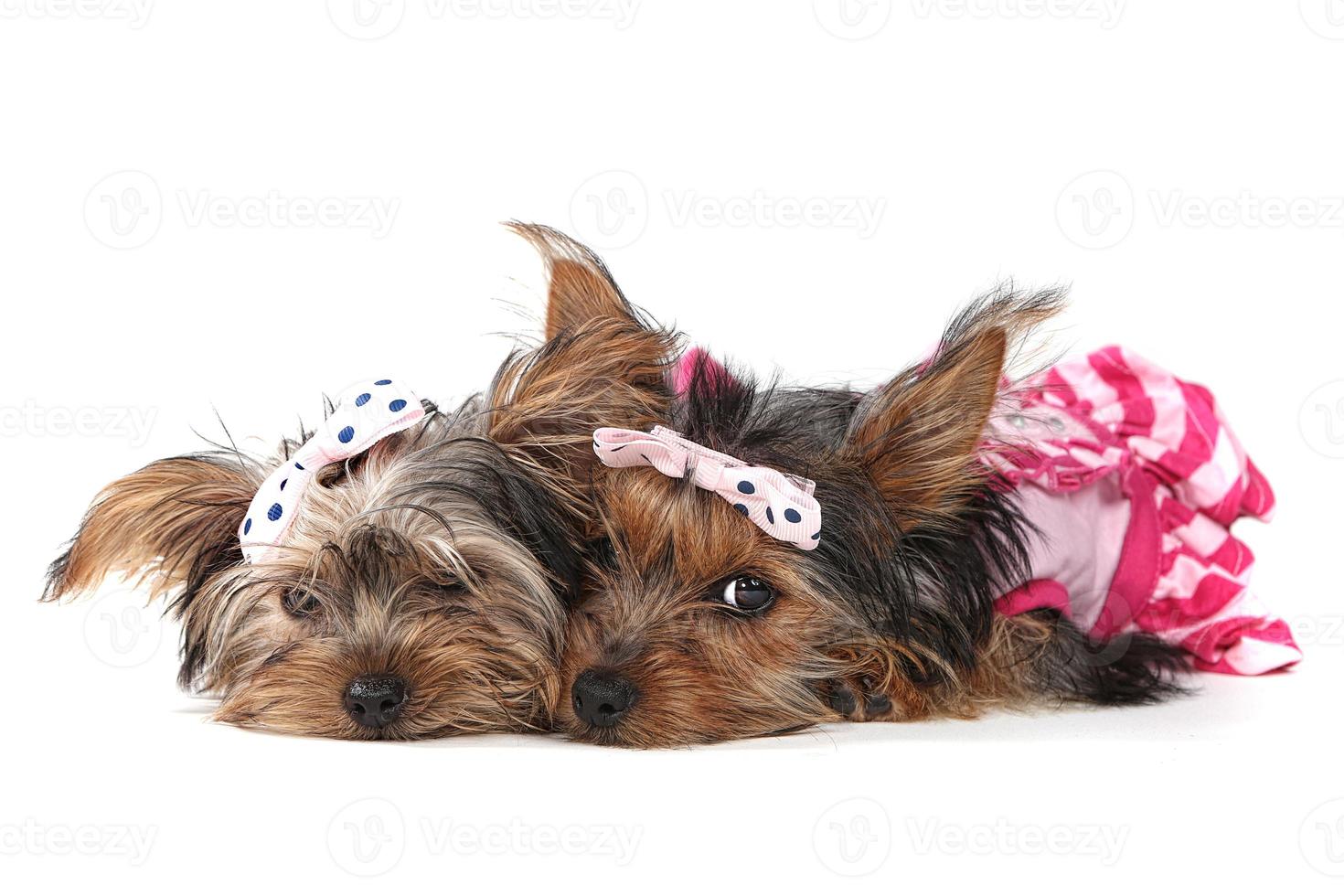 Yorkshire Terrier Puppies Dressed up in Pink photo