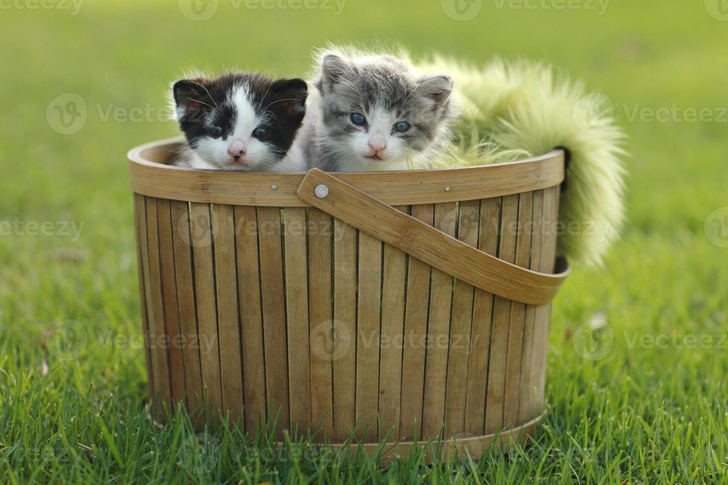 dos gatitos en la canasta al aire libre foto