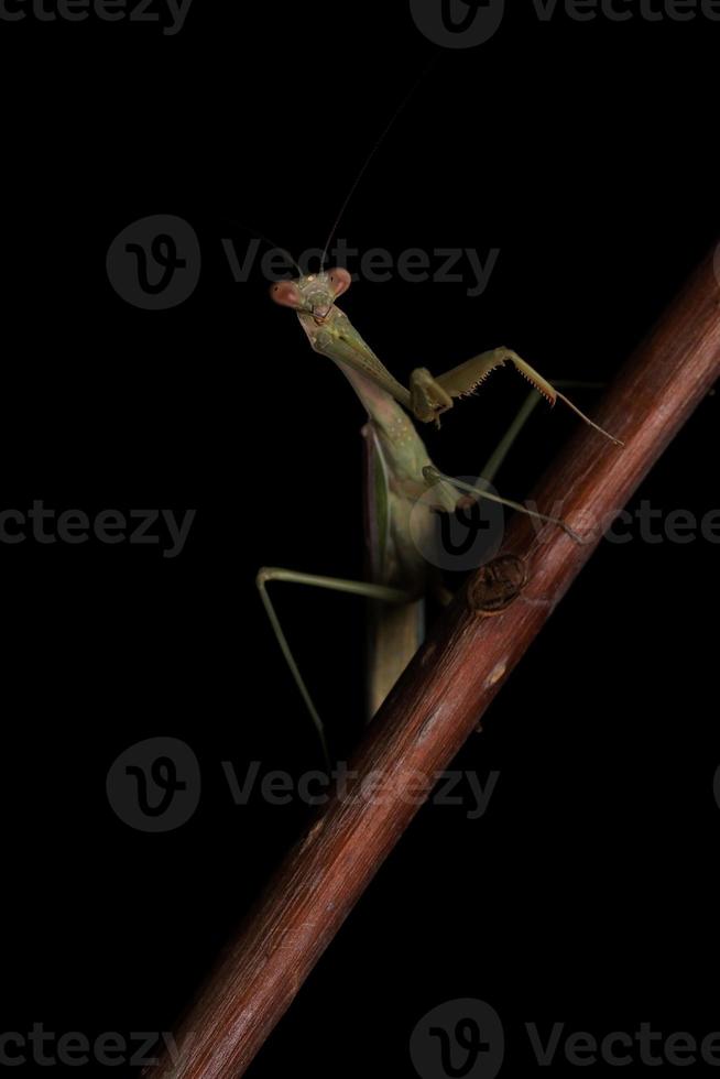 Green Praying Mantis on Black Background photo