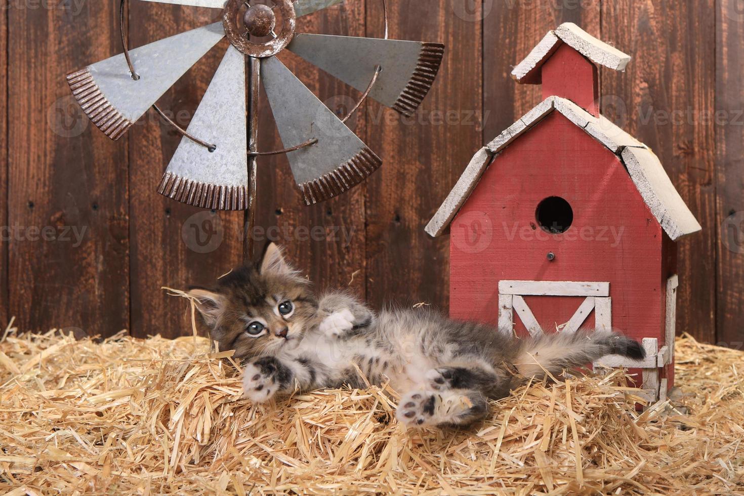 lindo gatito en un establo con paja foto