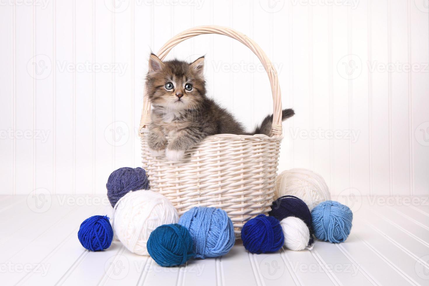 Lindo gatito en una canasta con hilo en blanco foto