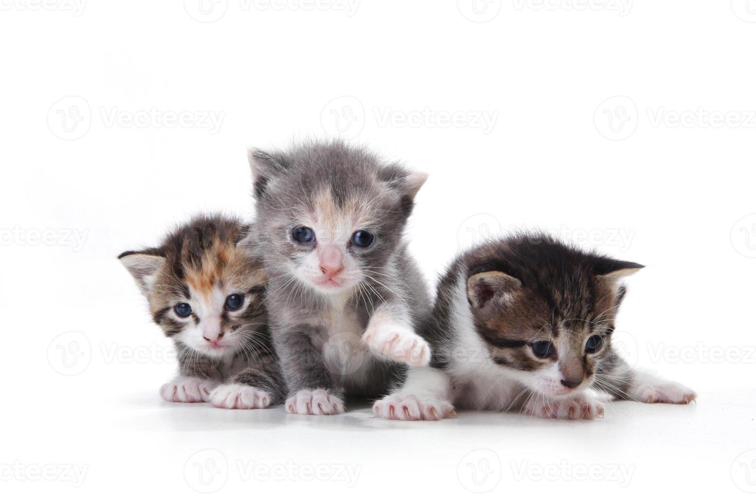 Adorable Newborn Kittens on a White Background photo