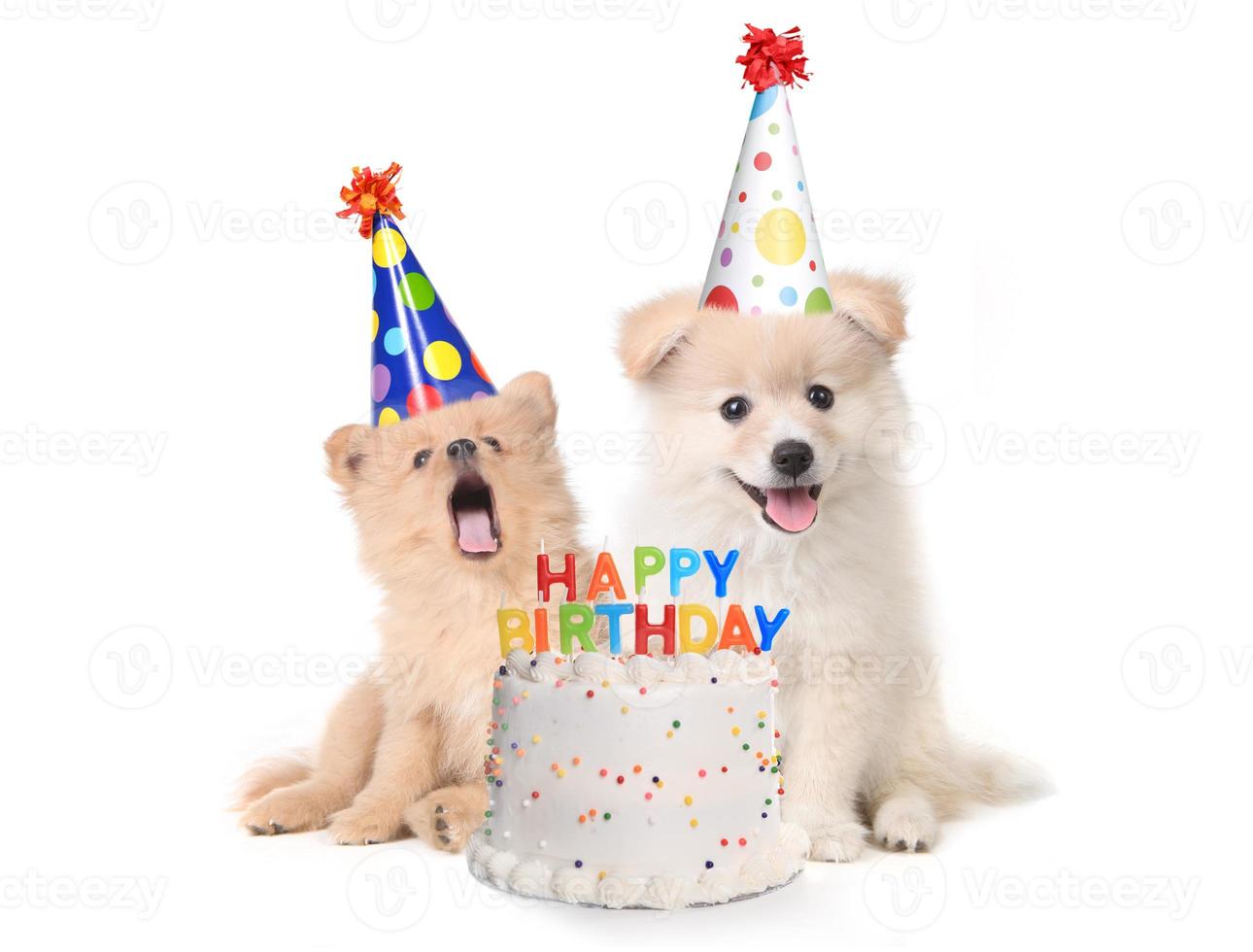 Puppies Singing Happy Birthday Song With Cake photo