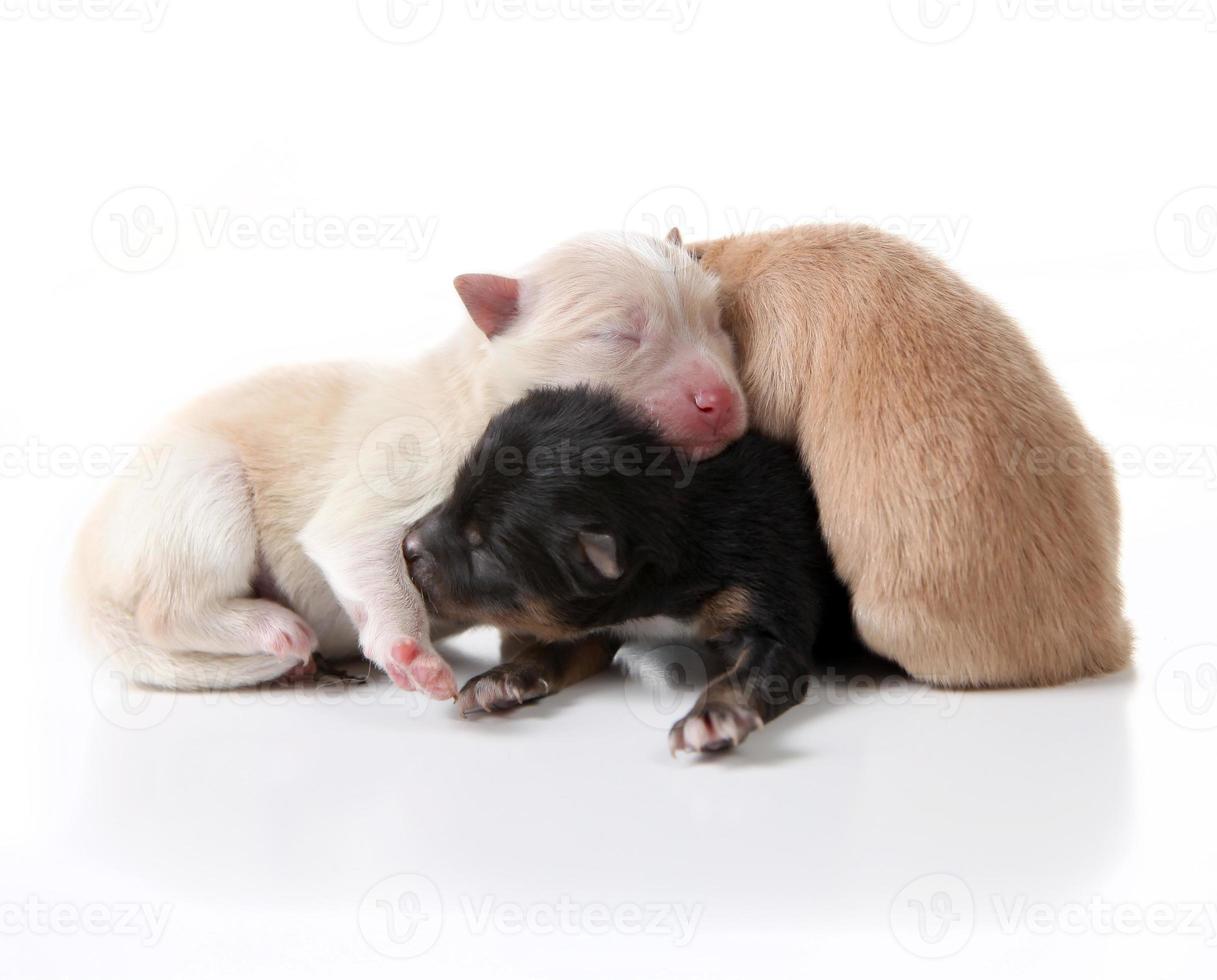 Cachorros de Pomerania recién nacidos acostados uno encima del otro foto