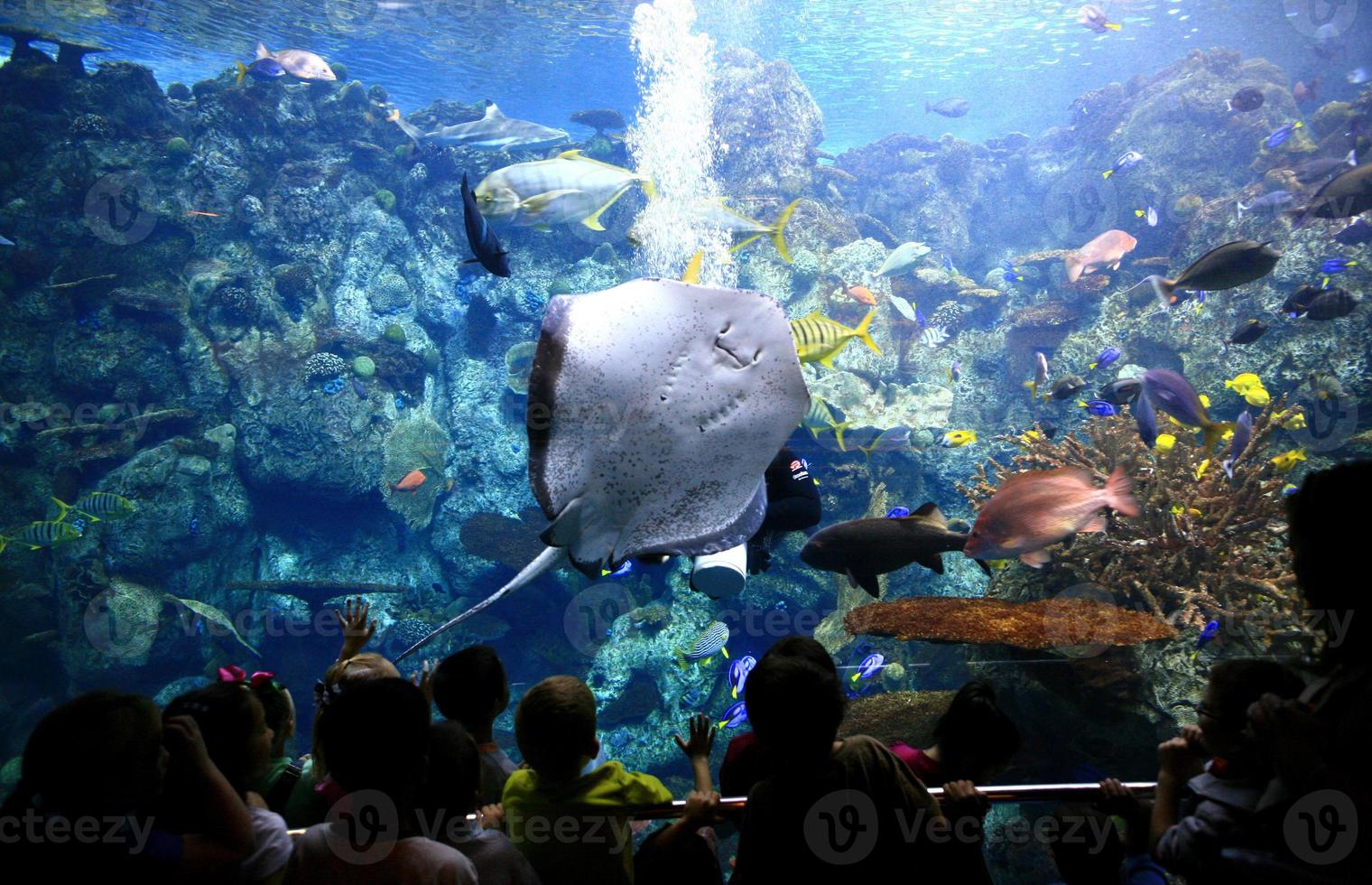 Underwater Image of Ocean Life in an Aquarium photo