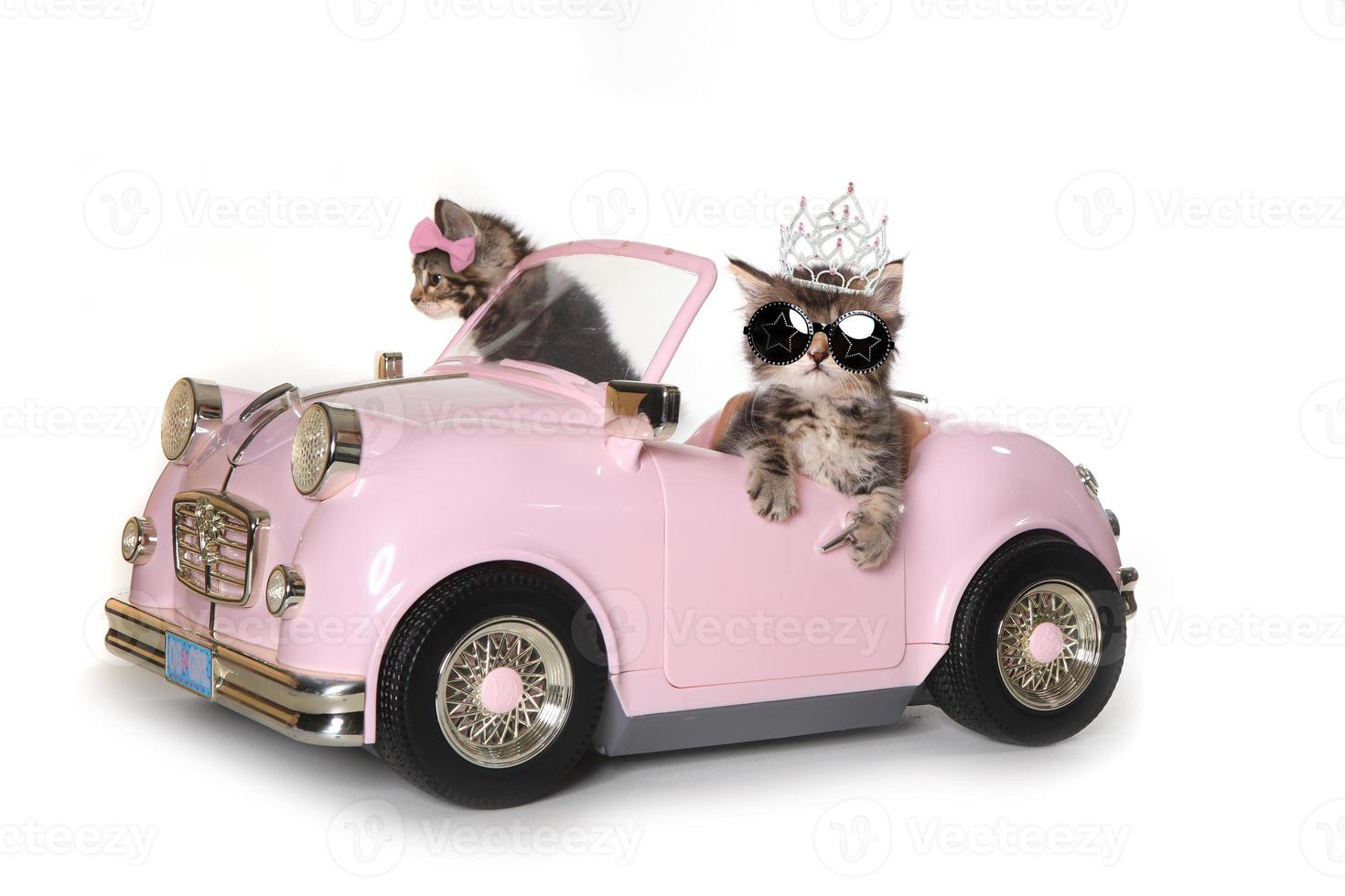 Cute Maincoon Kittens With Driving a Convertible photo