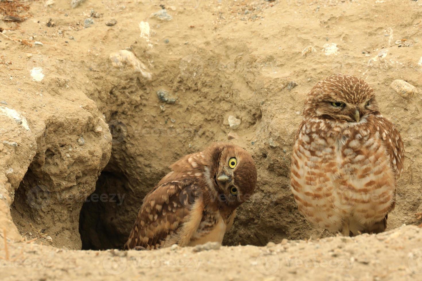 Madriguera de búhos juveniles en el sur de California en su hábitat salvaje foto