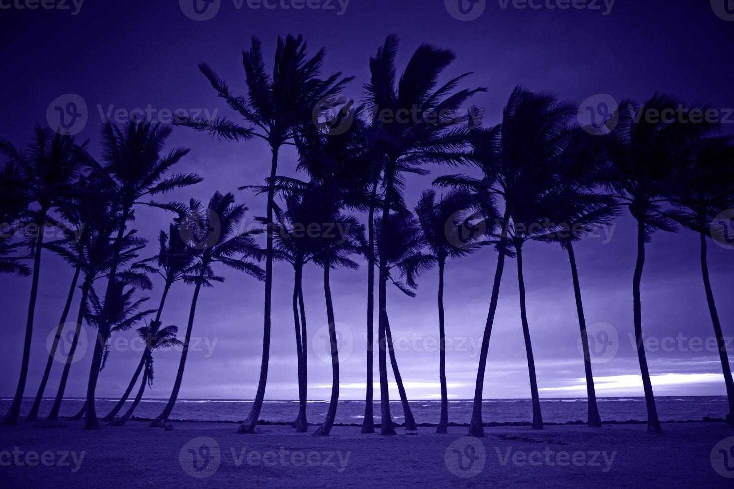 Purple Silhouette of Tall Palm Trees photo