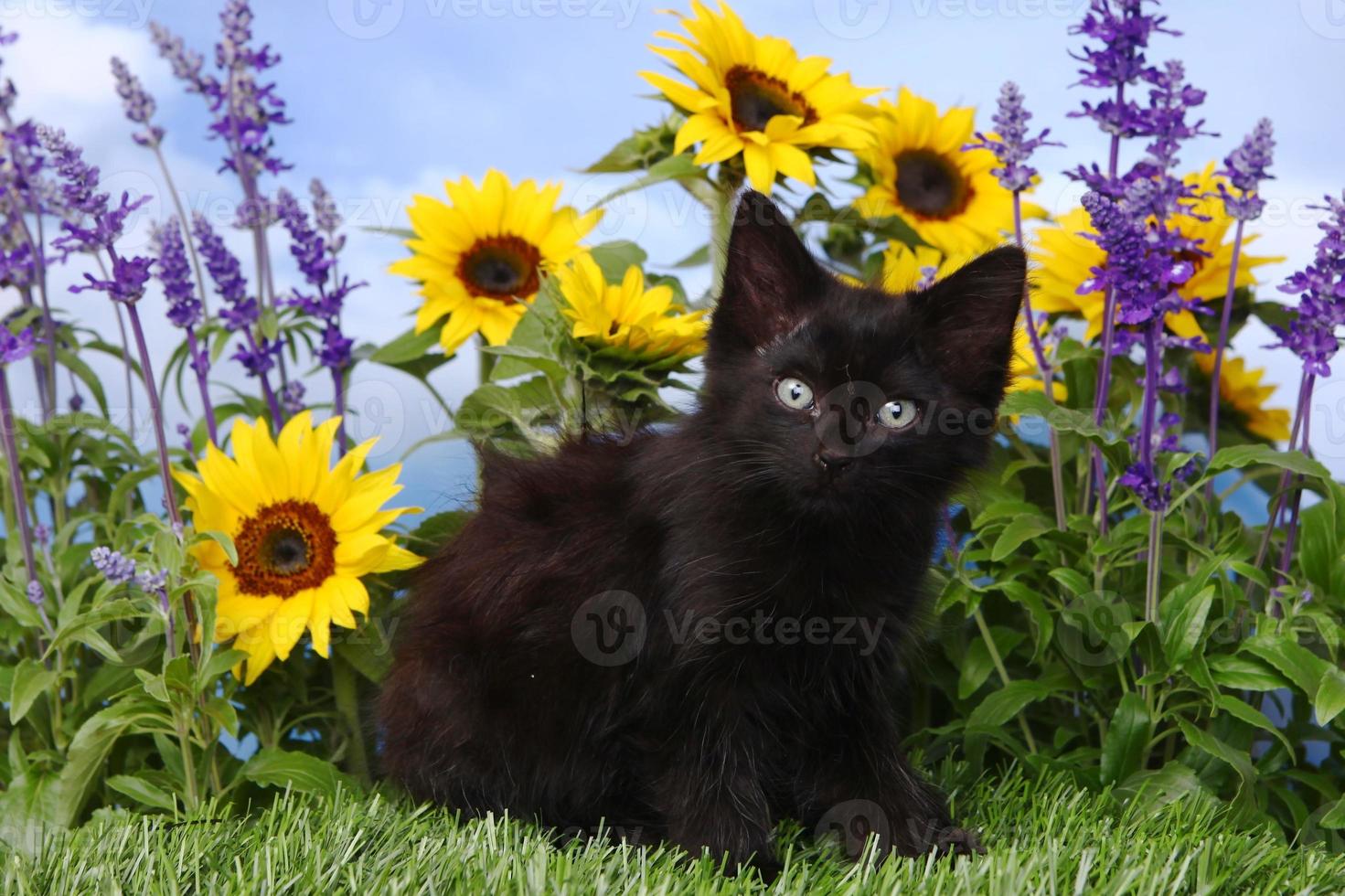 lindo gatito negro en el jardín con girasoles y salvia foto