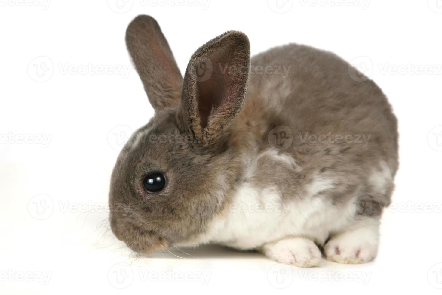 Cute Grey Pet Rabbit photo