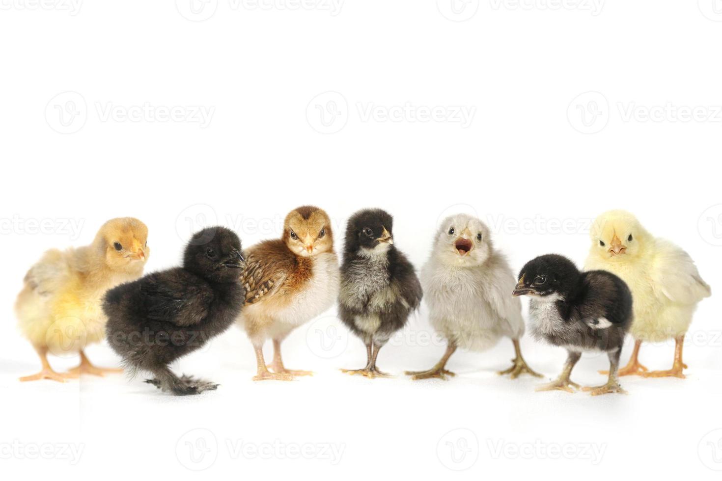 Many Baby Chick Chickens Lined Up on White photo