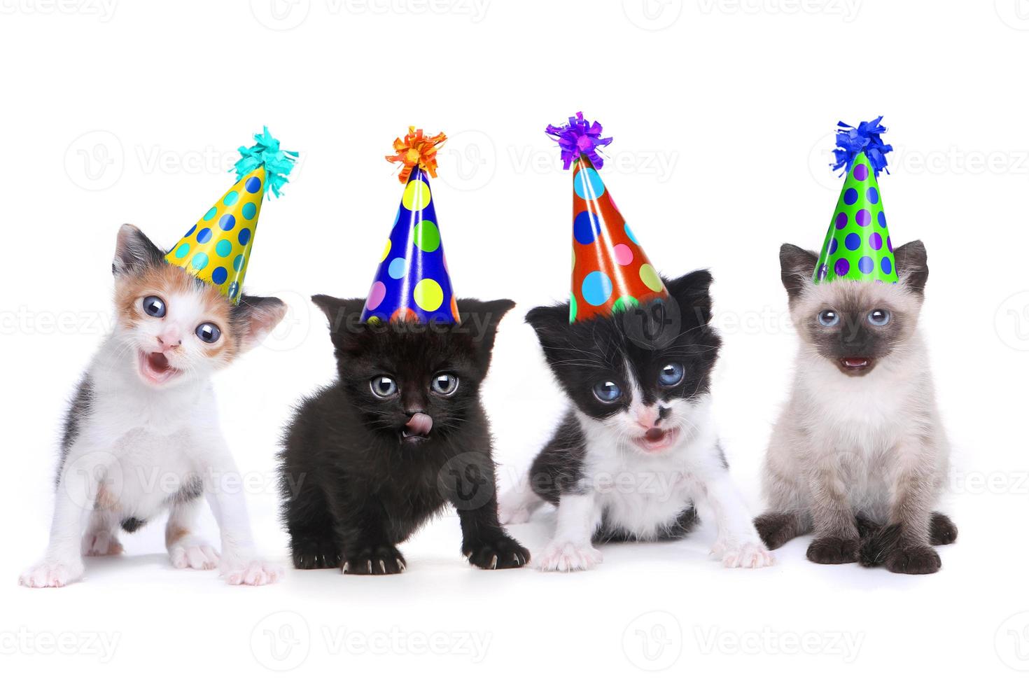 Birthday Song Singing Kittens on White Background photo