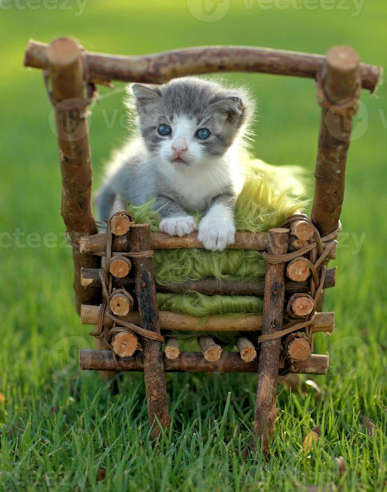 gatito bebé al aire libre en la hierba foto