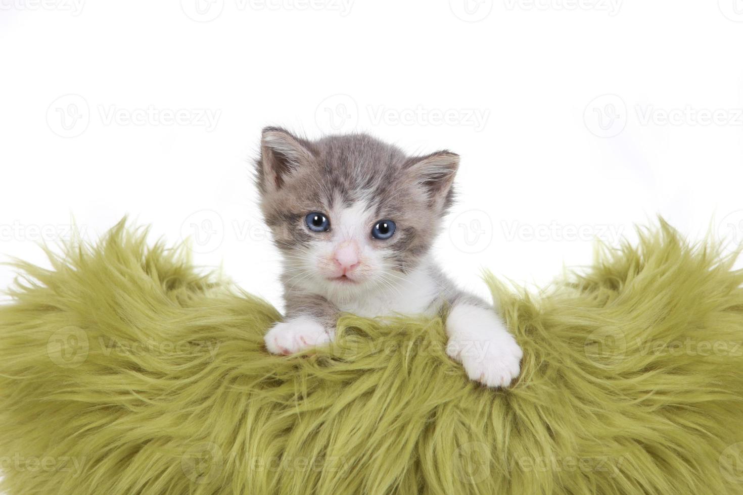 Retrato de gatito en estudio sobre fondo blanco. foto