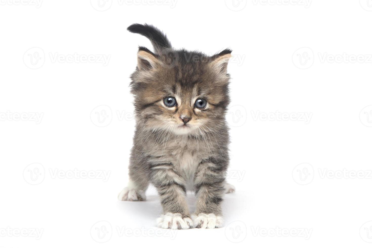 Lindo gatito pequeño sobre un fondo blanco. foto