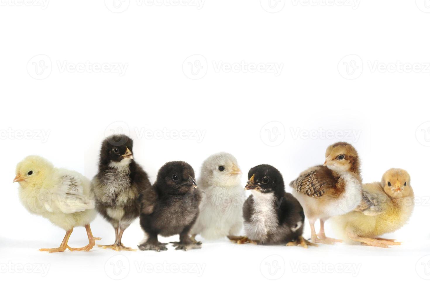 Many Baby Chick Chickens Lined Up on White photo