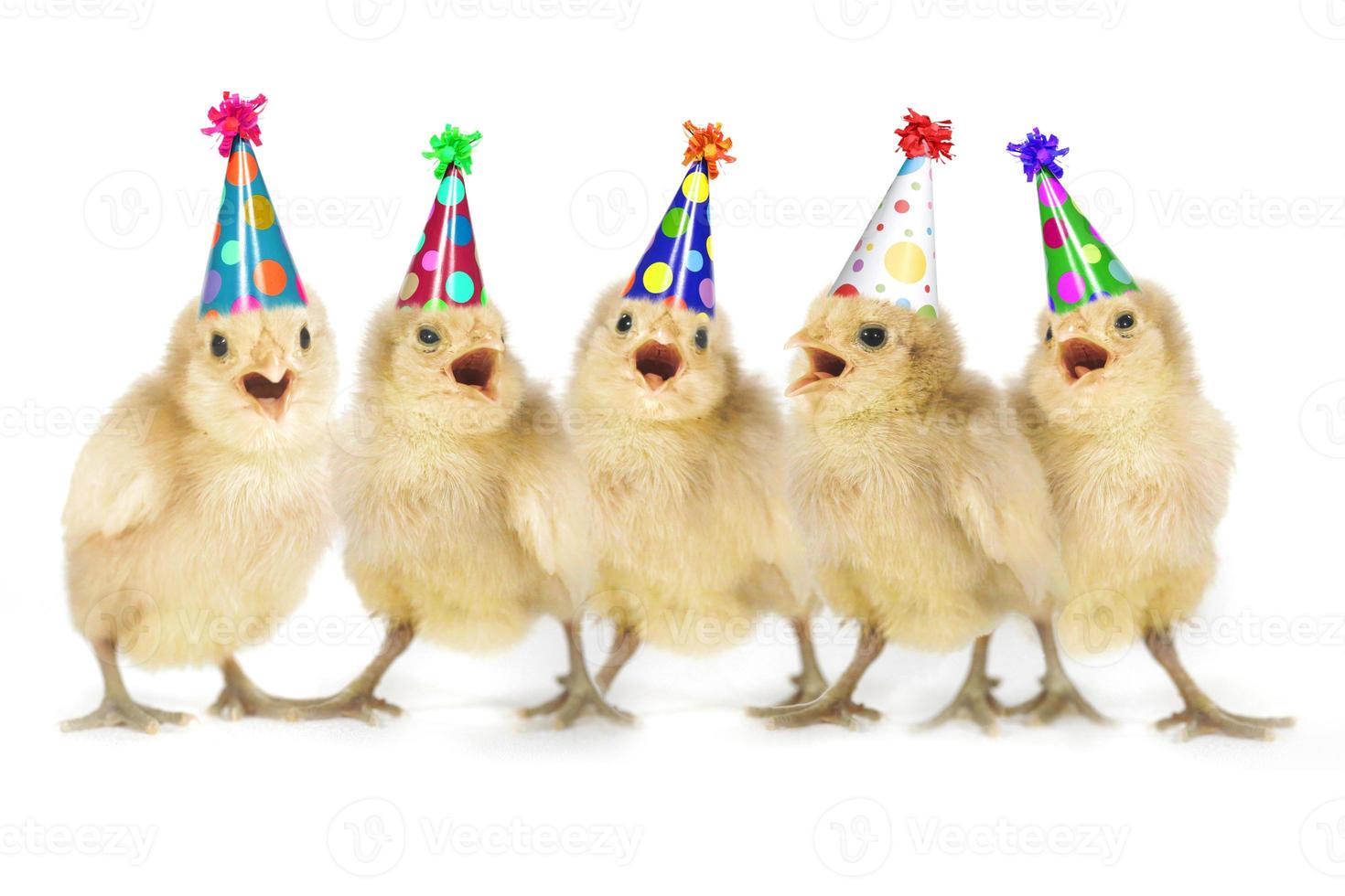 Yellow Baby Chicks Singing Happy Birthday photo