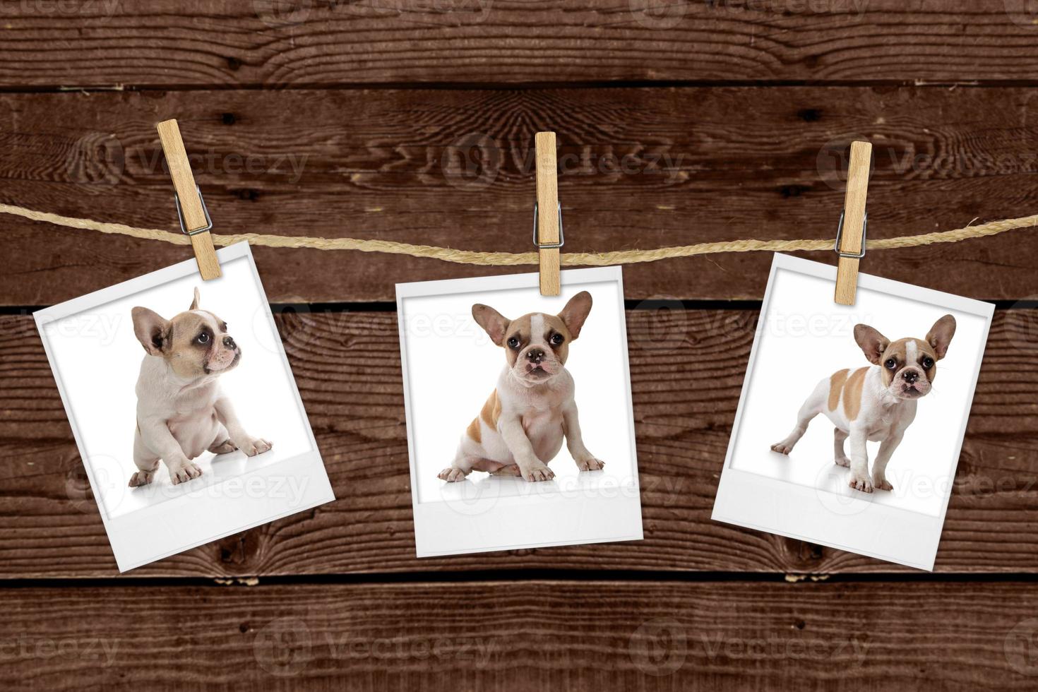 Pictures Hanging on a Rope of an Adorable Puppy photo
