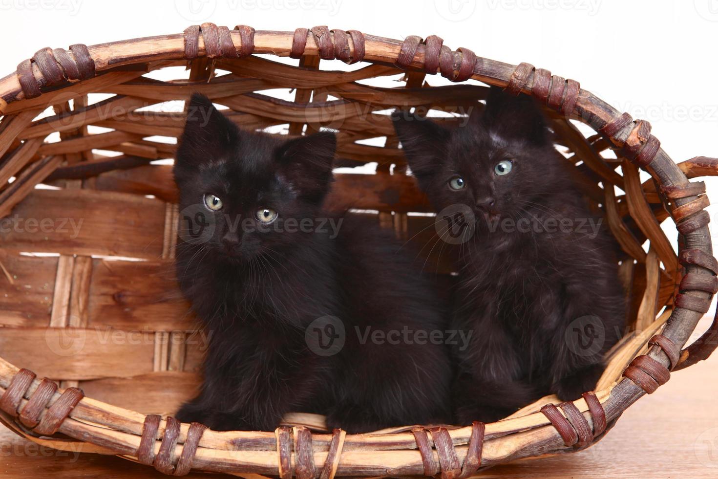 Gatitos curiosos dentro de una canasta en blanco foto