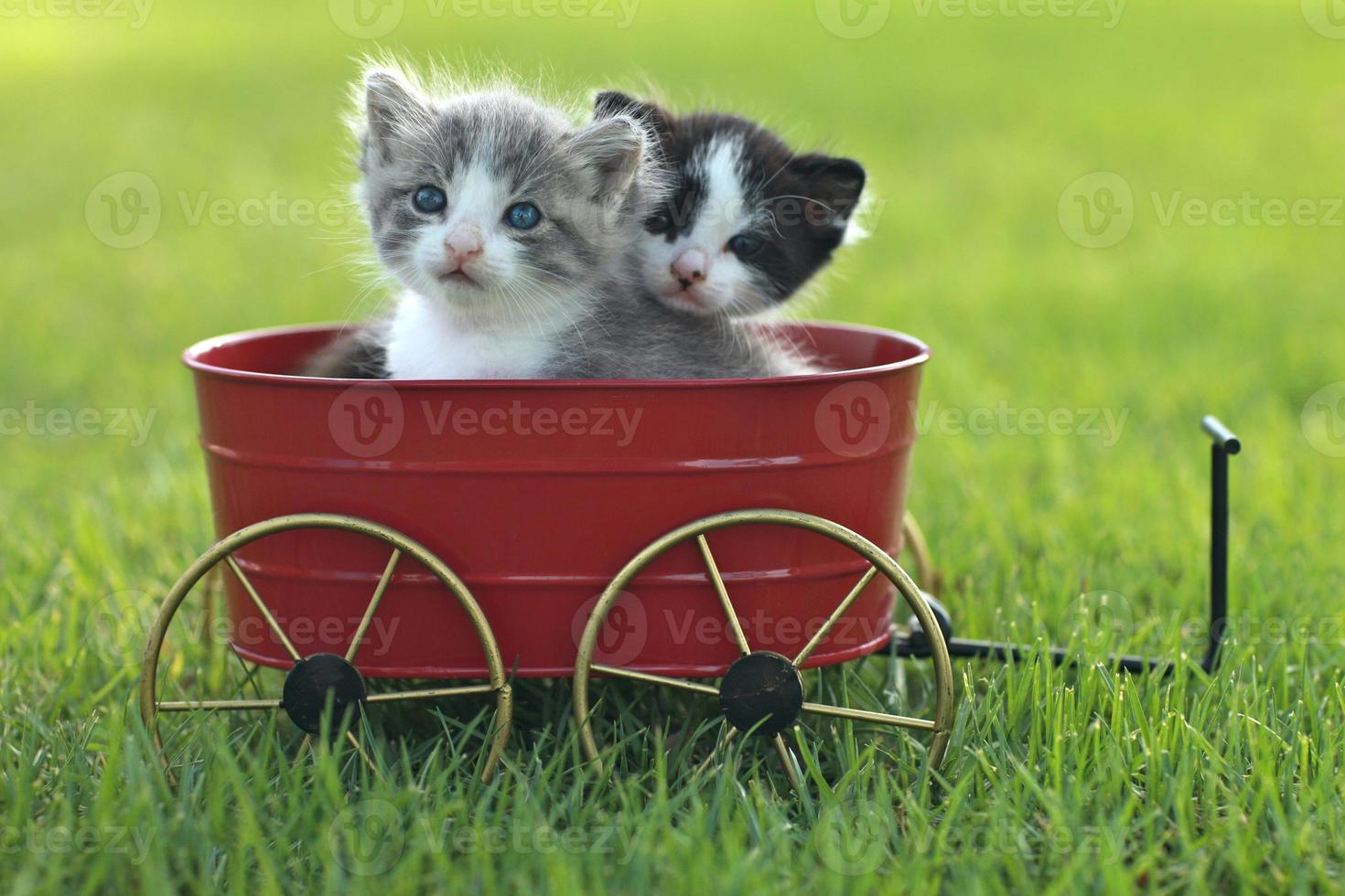 Kittens Outdoors in Natural Light photo