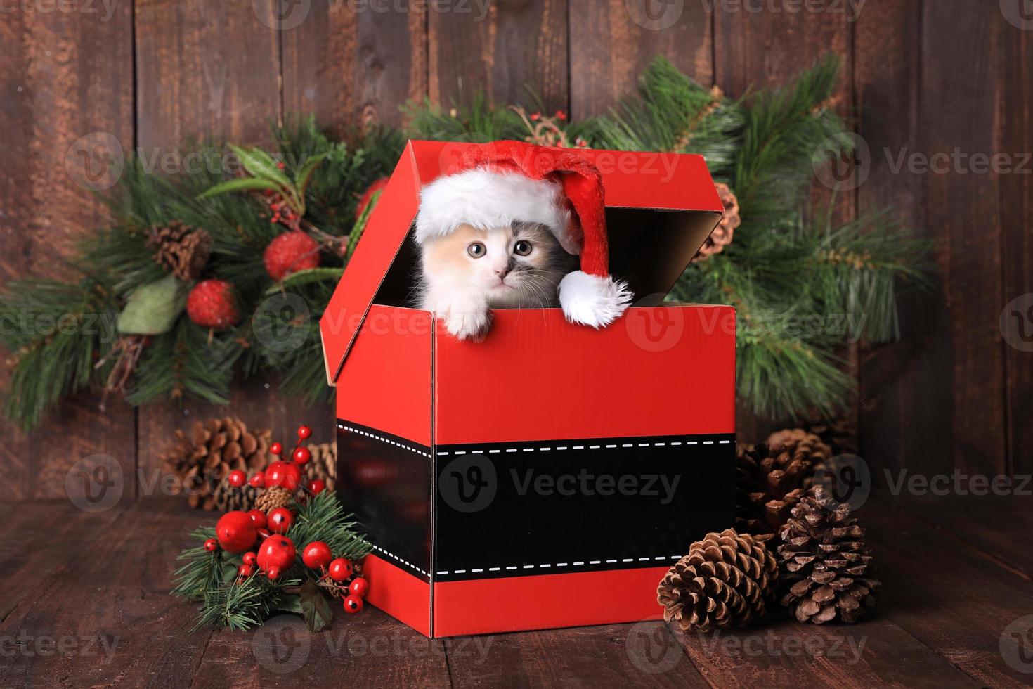 gatito de navidad en una caja foto