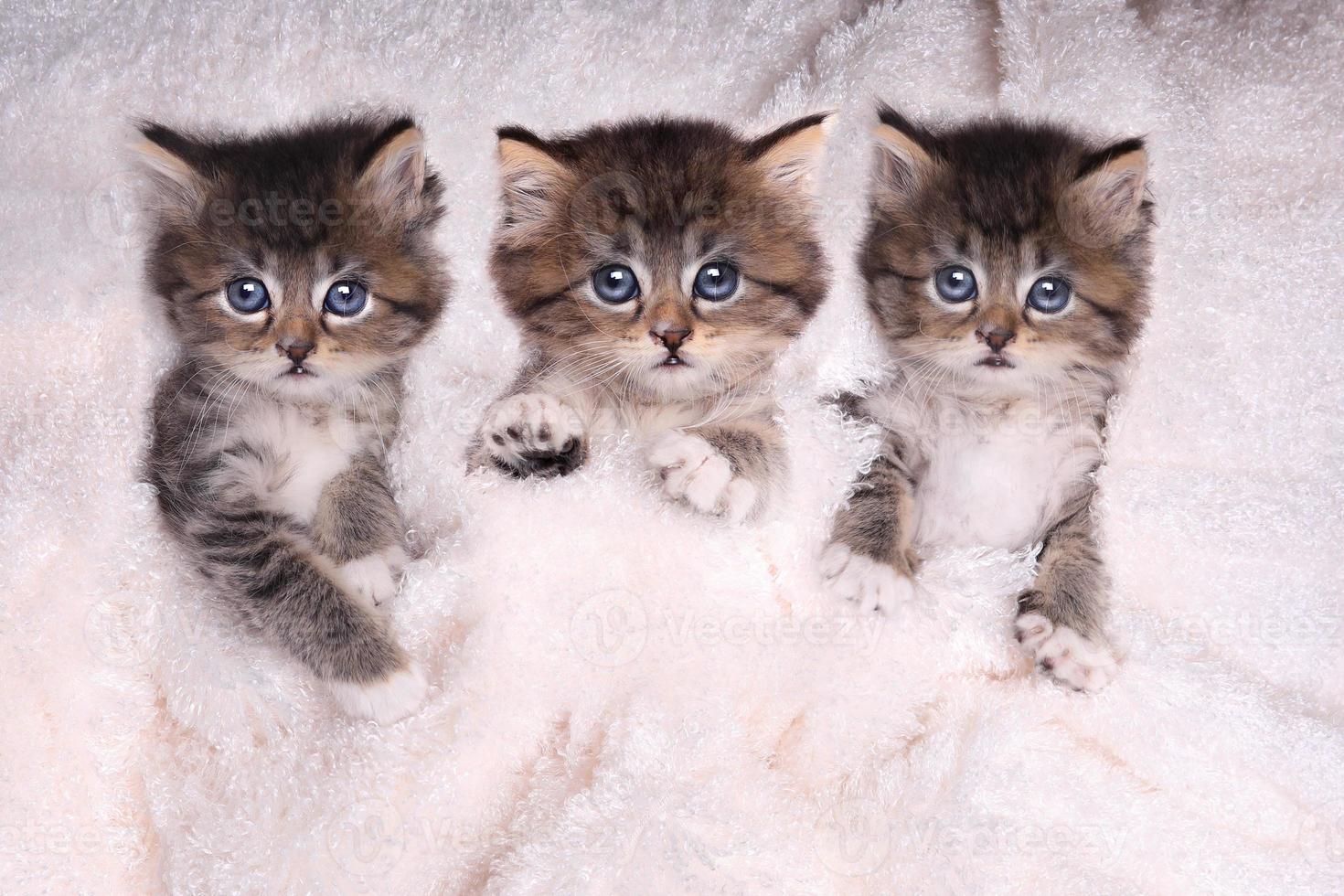 Kittens Lying in Bed With Blanket photo