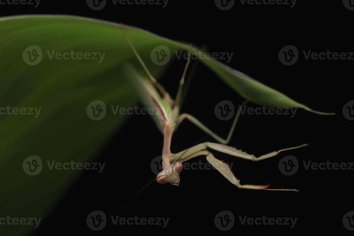 Green Praying Mantis on Black Background photo