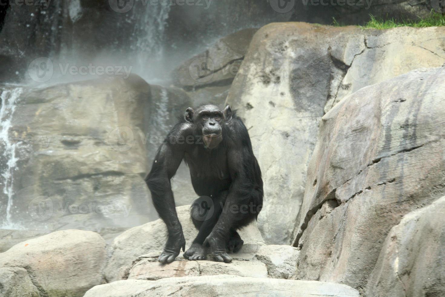 chimpancé en las rocas foto