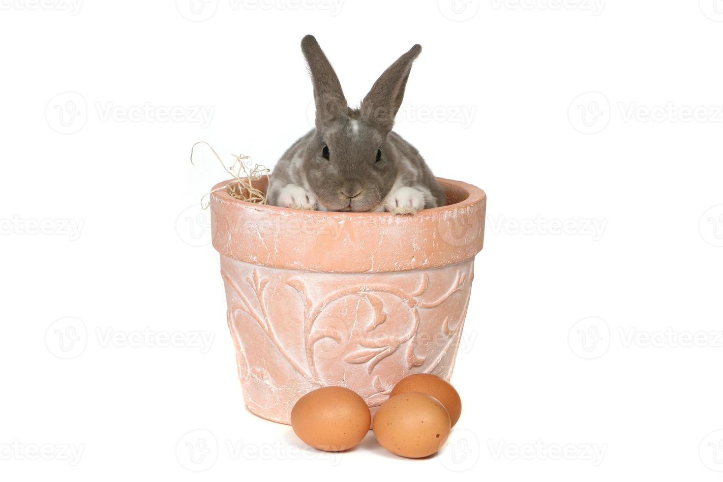 Adorable Bunny in Pot on White Background photo