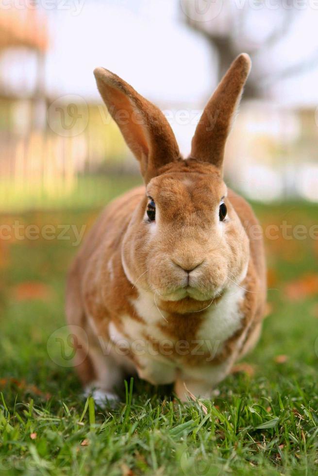 Brown Bunny Outside photo