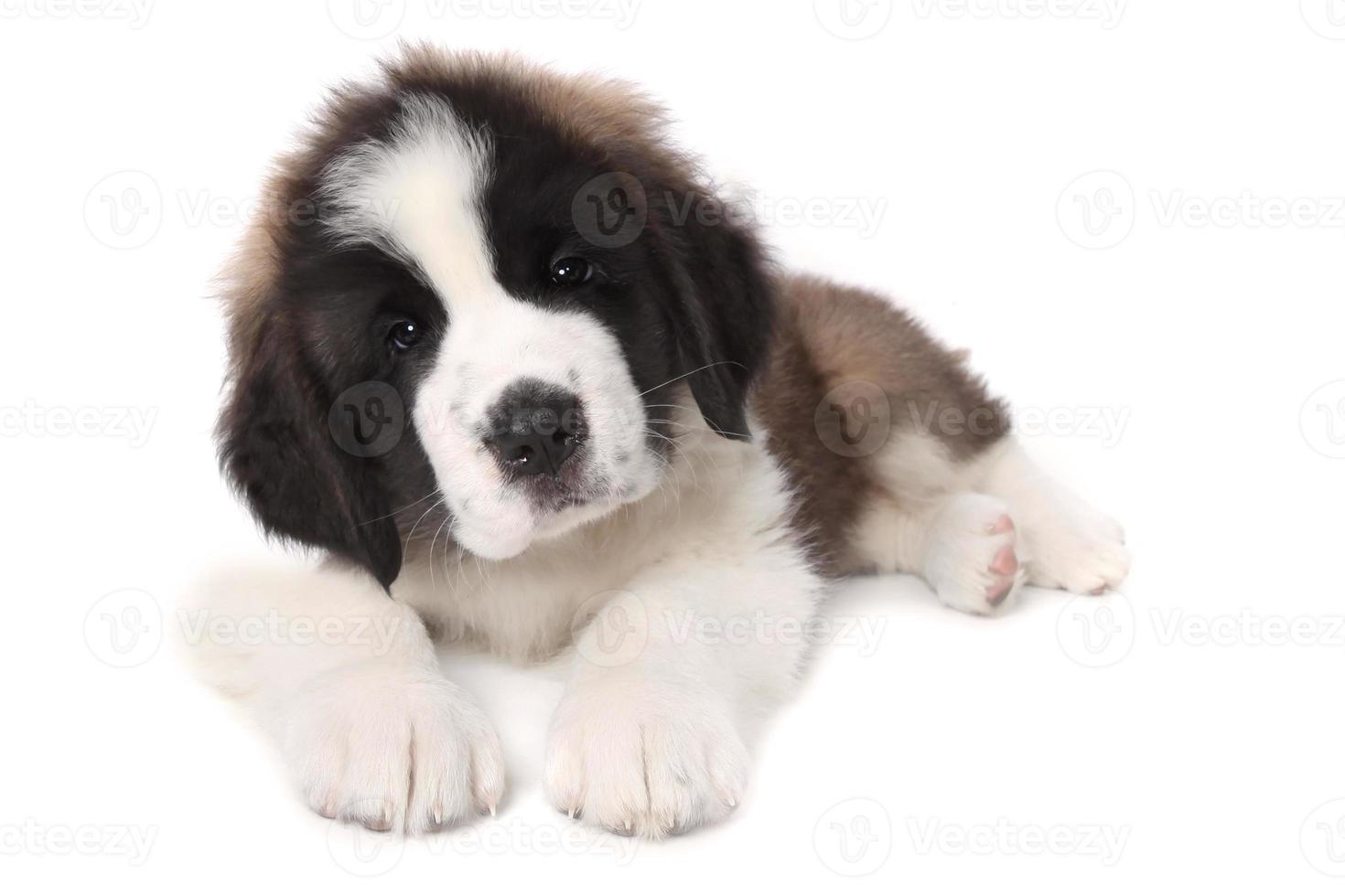 Adorable cachorro de San Bernardo acostado sobre fondo blanco. foto