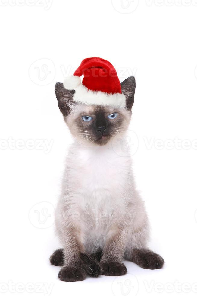 Gatito siamés en blanco con gorro de Papá Noel foto