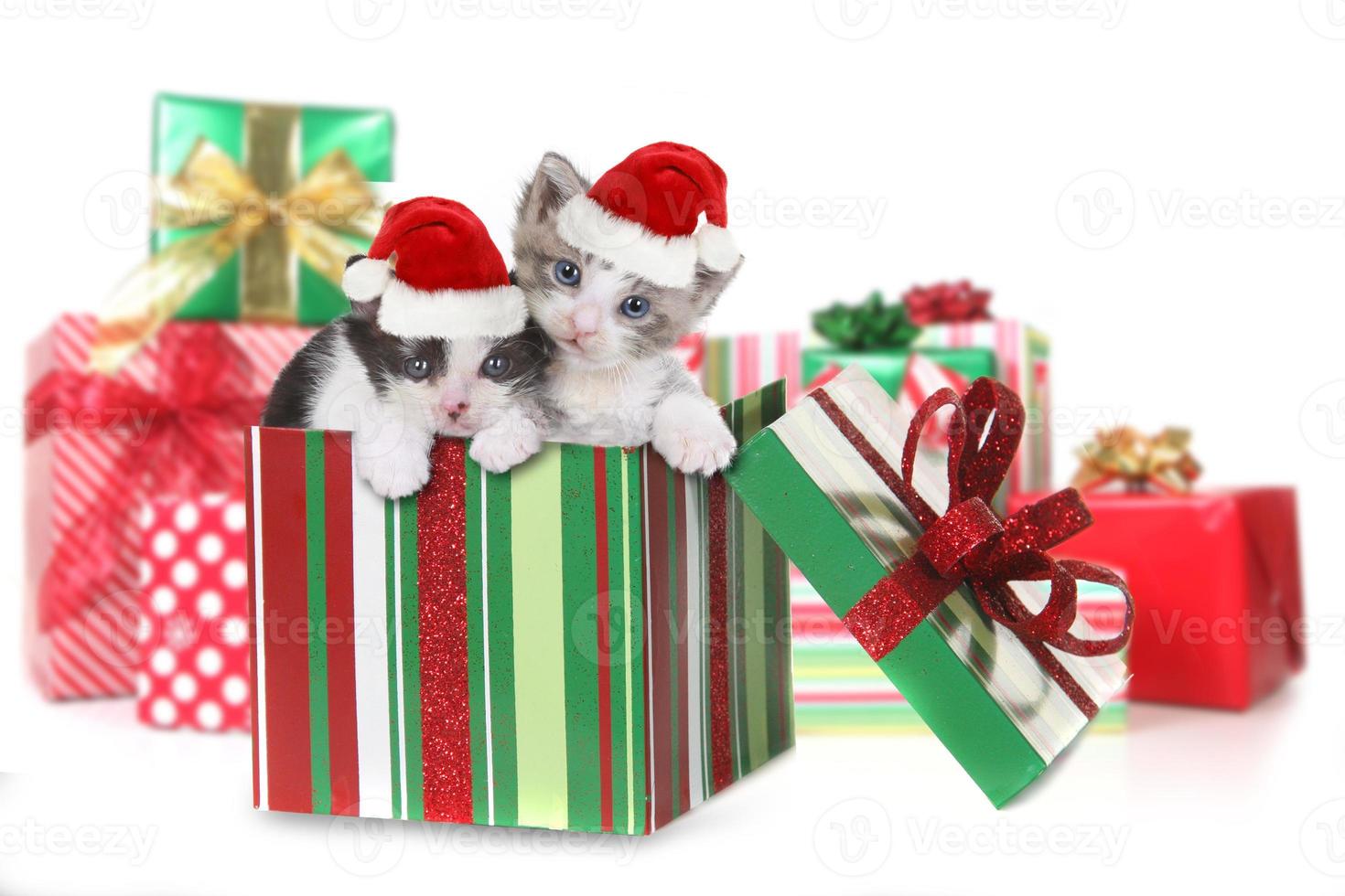 caja de gatitos como regalo de navidad foto