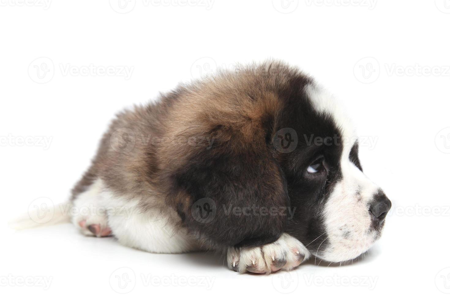 Cachorro de San Bernardo joven sobre fondo blanco. foto