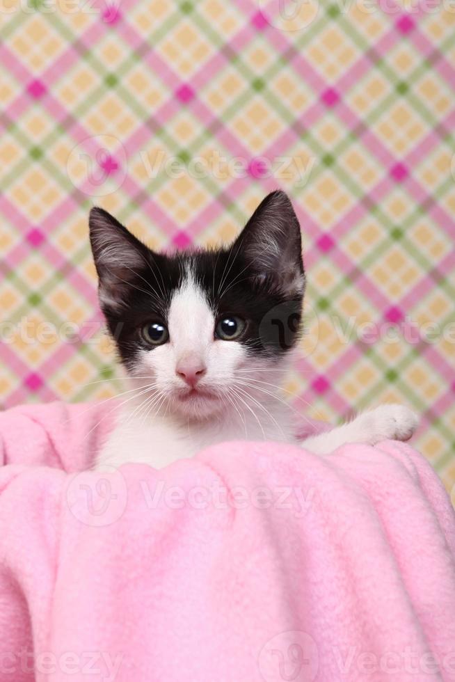 Curious Kitten on a Pink Soft Background photo