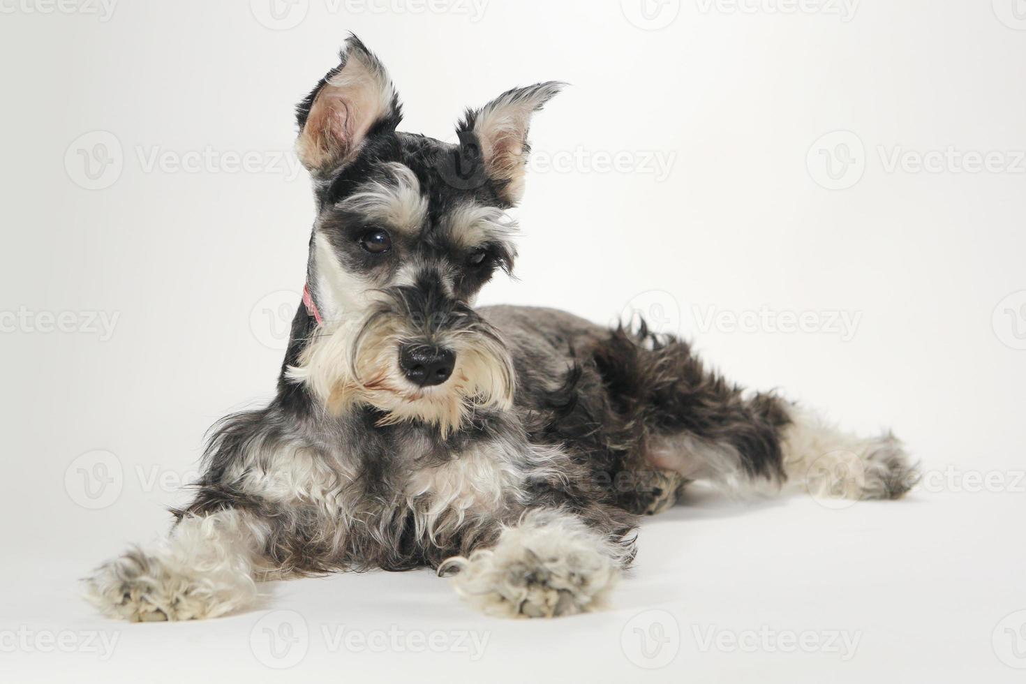 Lindo cachorro schnauzer miniatura sobre fondo blanco. foto