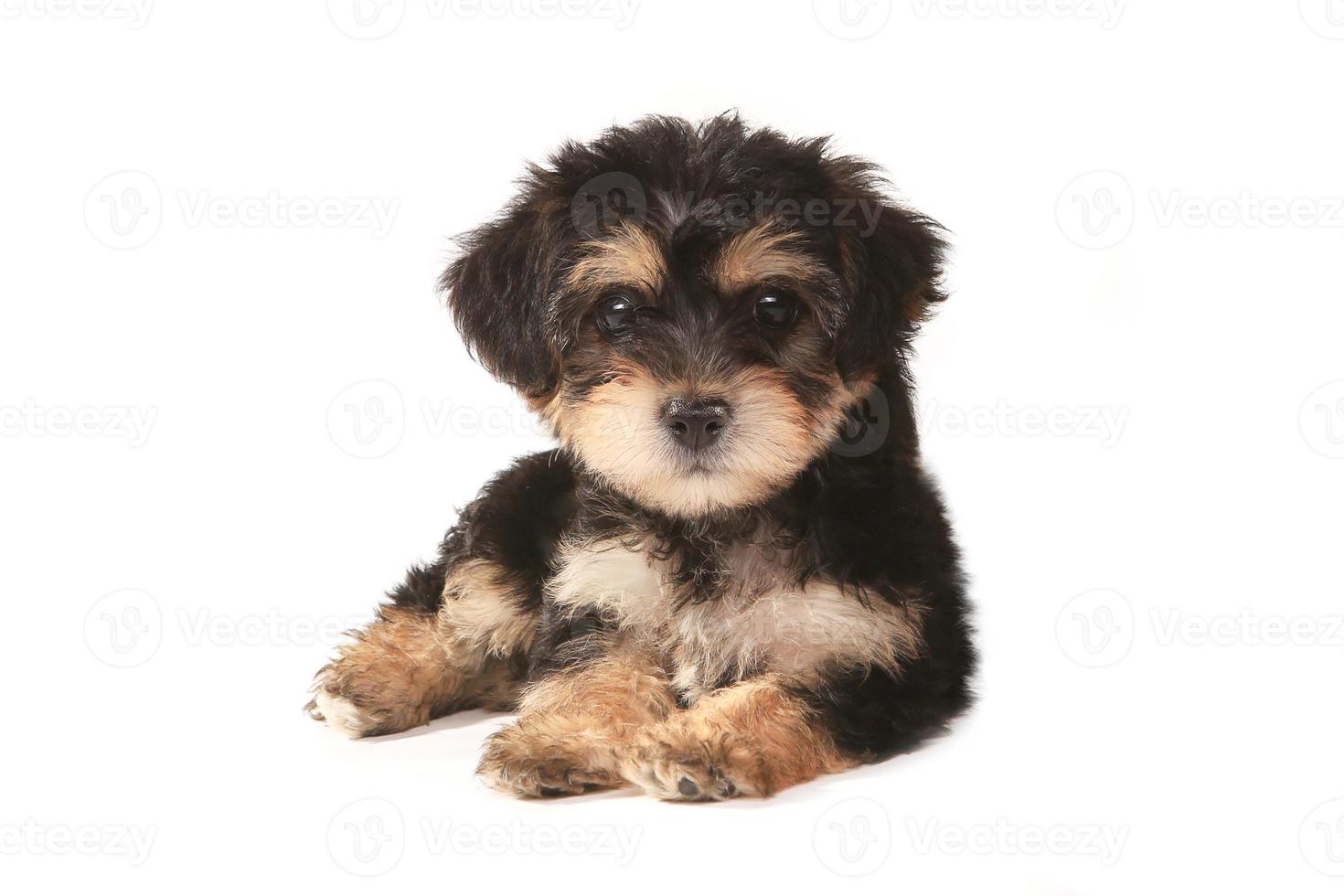 Pequeño cachorro yorkie taza de té en miniatura sobre fondo blanco. foto