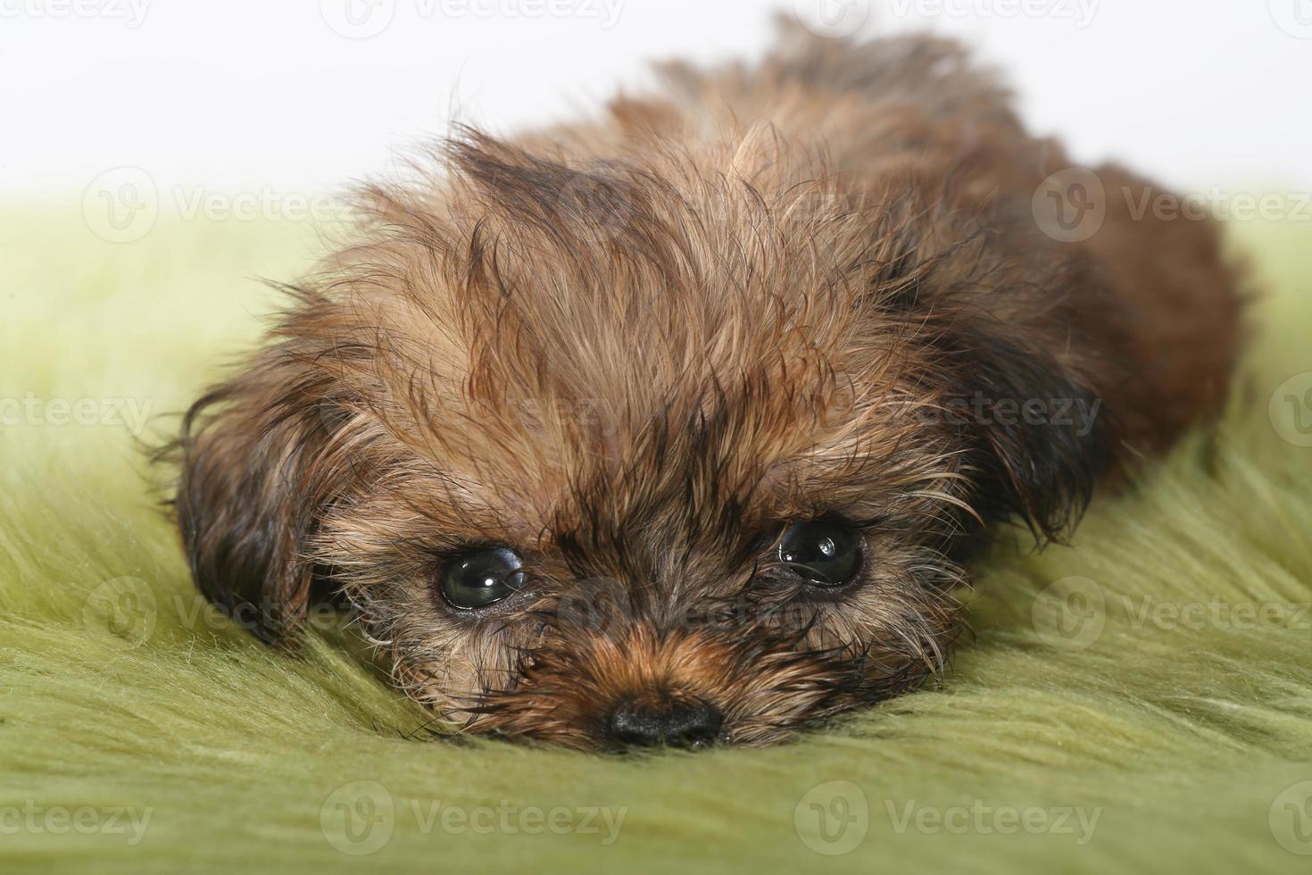 Teacup Yorkshire Terrier on White Background photo