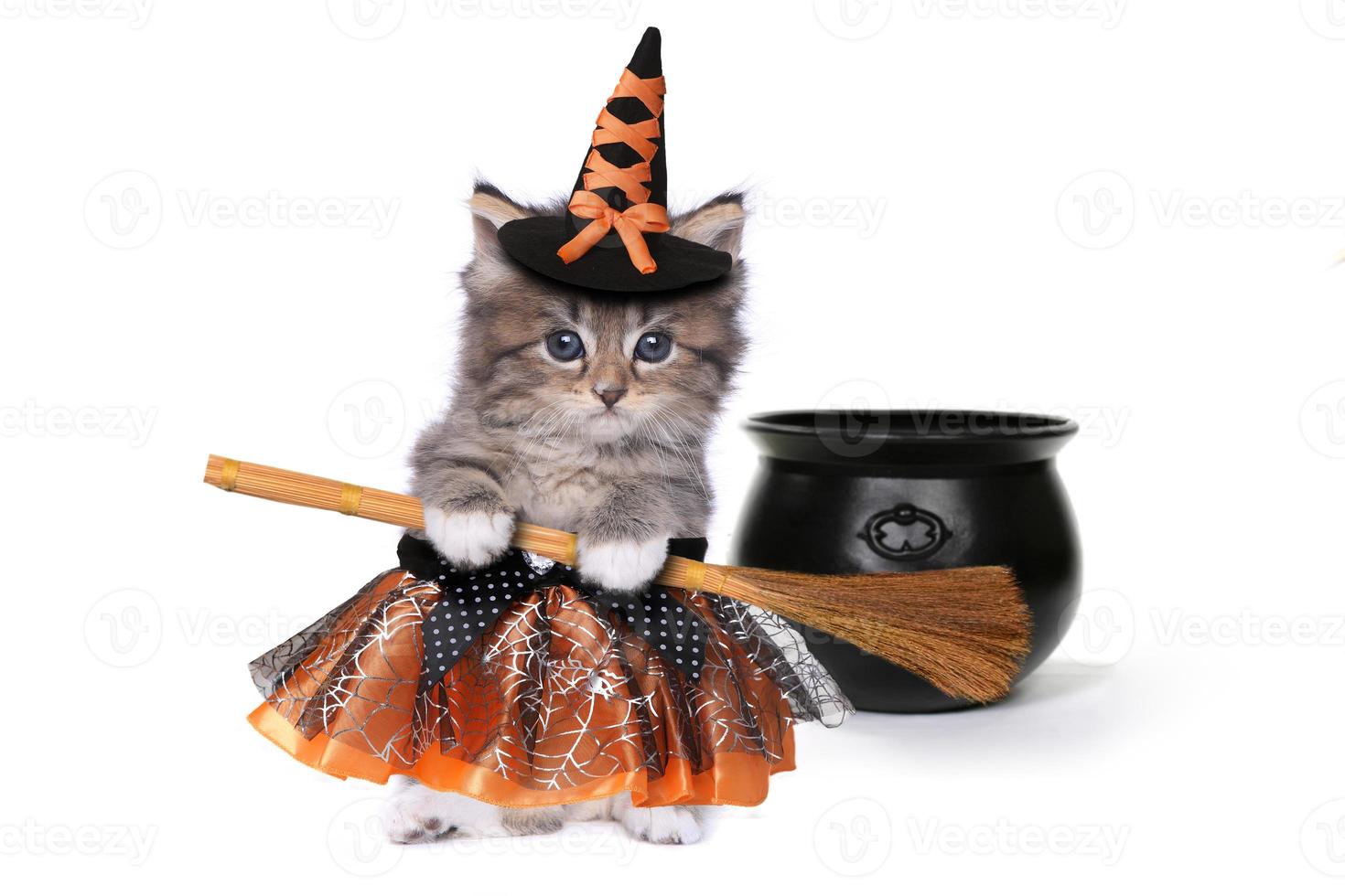 lindo gatito con temática de bruja de halloween 3616136 Foto de stock