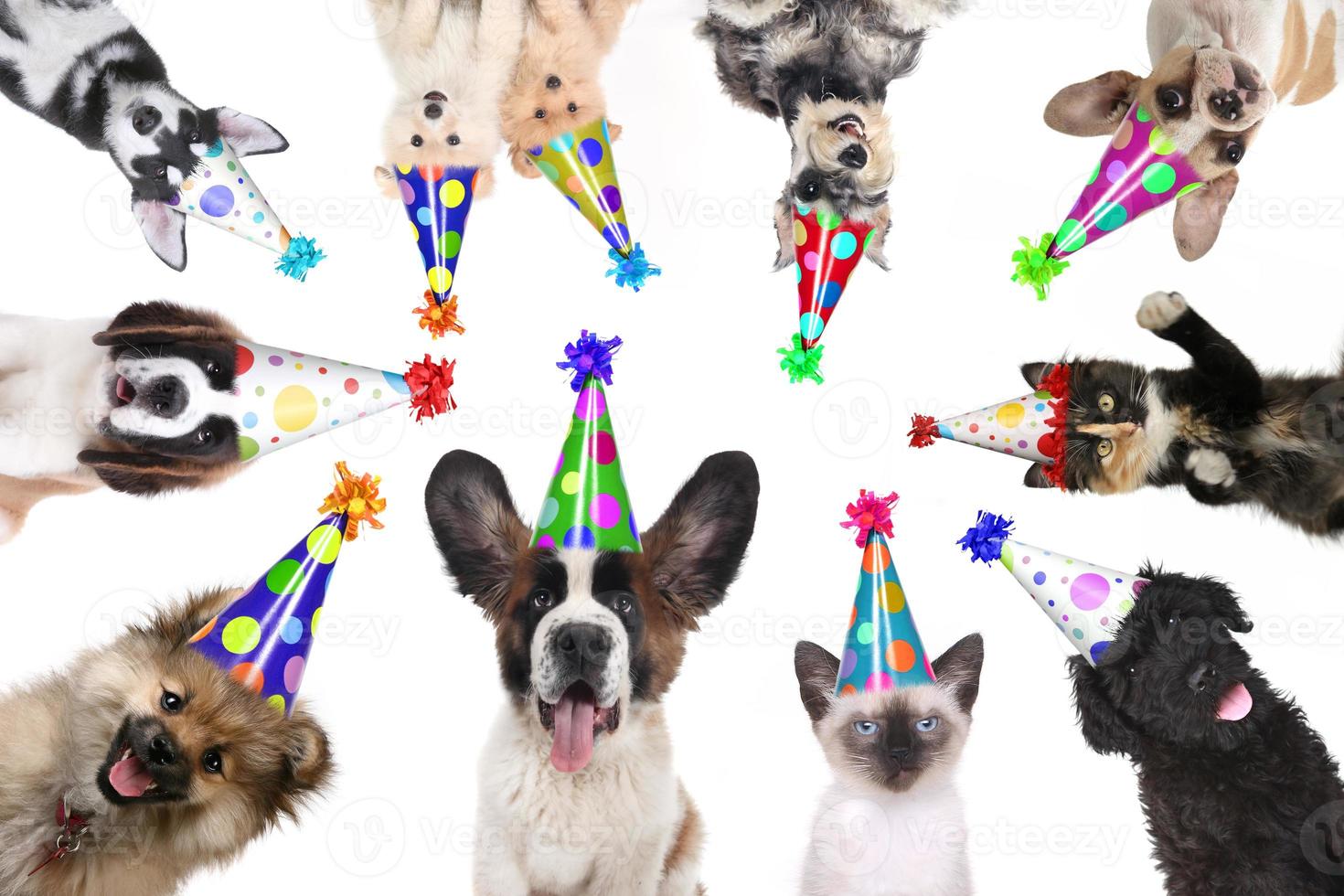 animales de compañía aislados con sombreros de cumpleaños para una fiesta foto