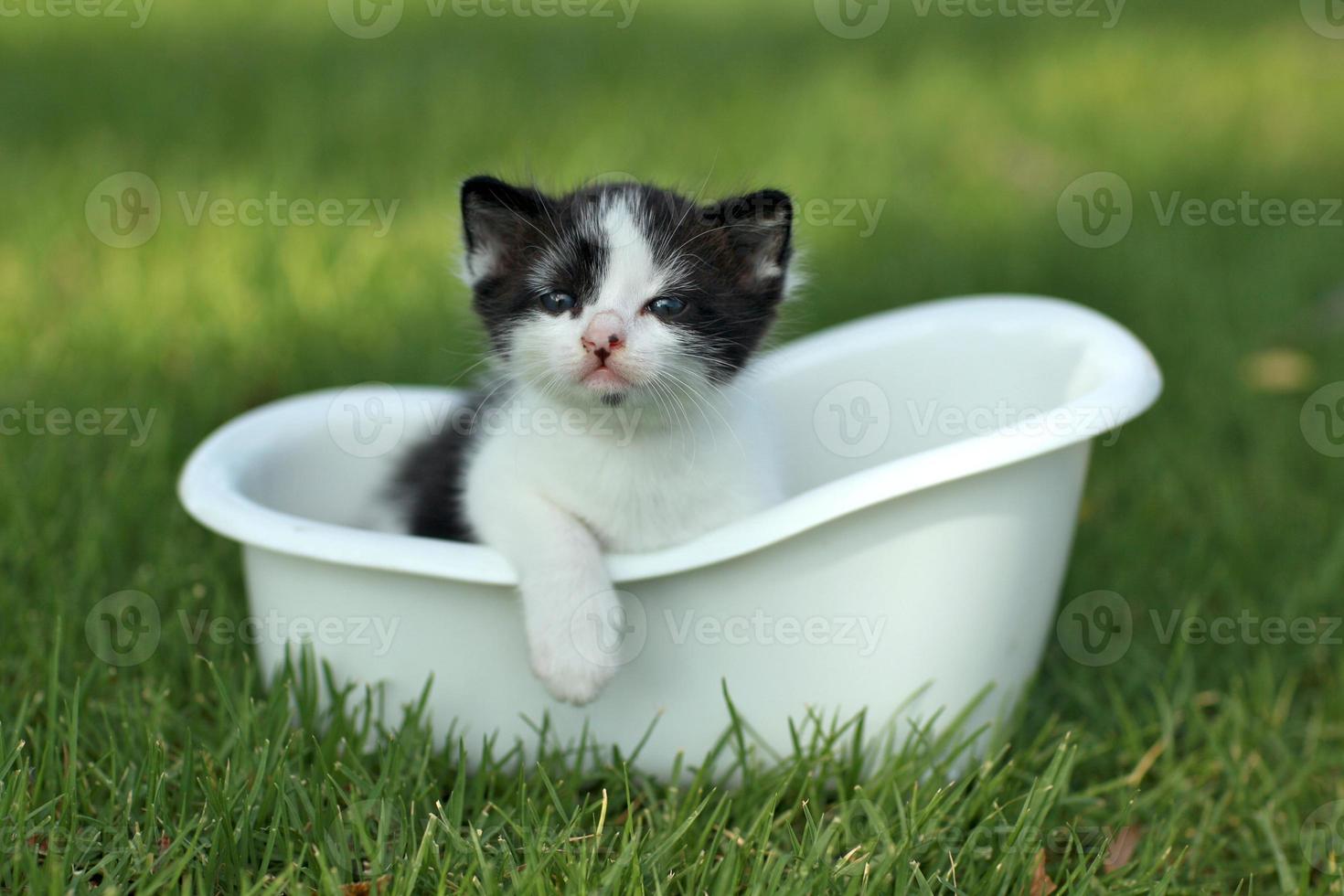 Baby Kitten Outdoors in Grass photo