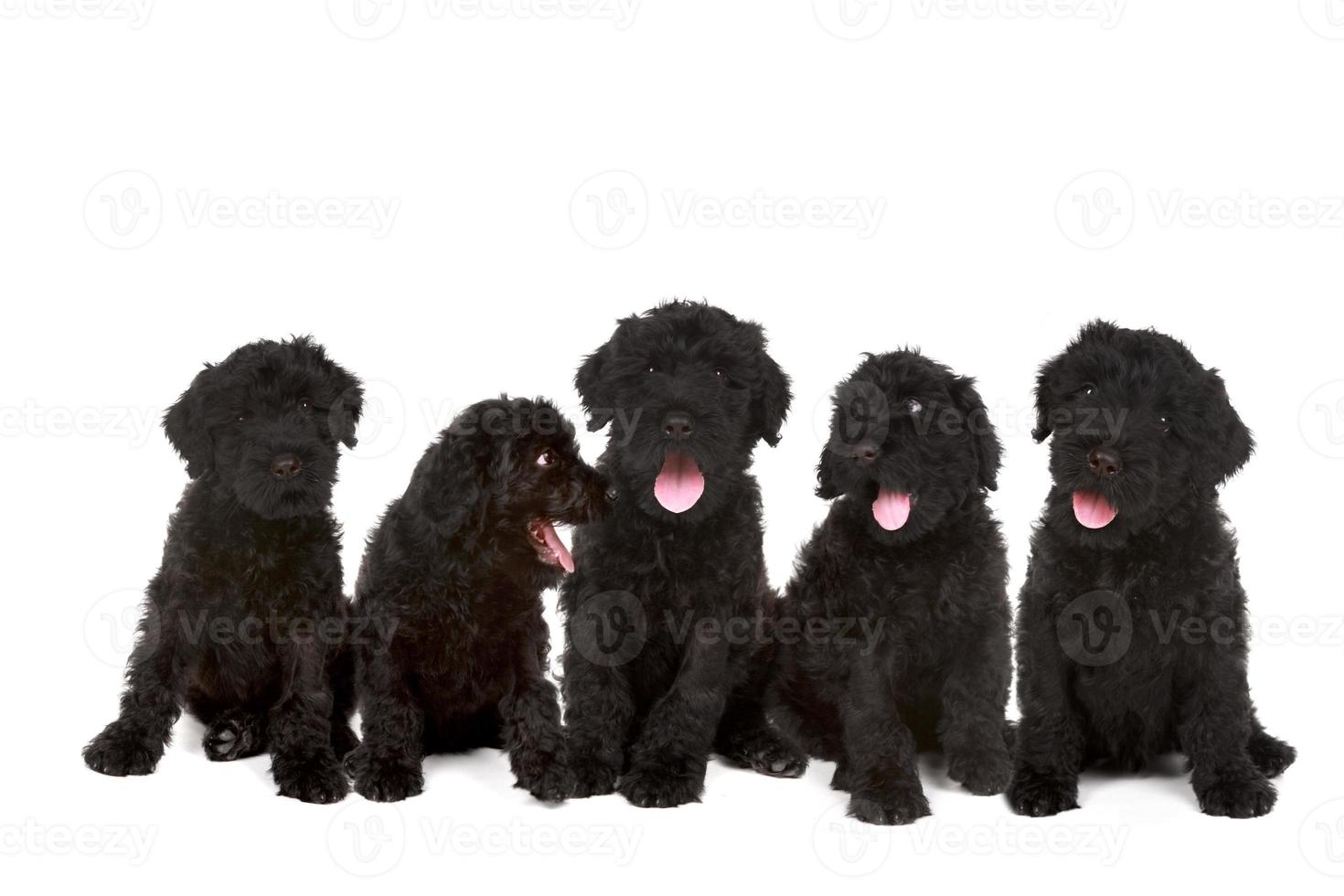 Group of Black Russian Terrier Puppies photo