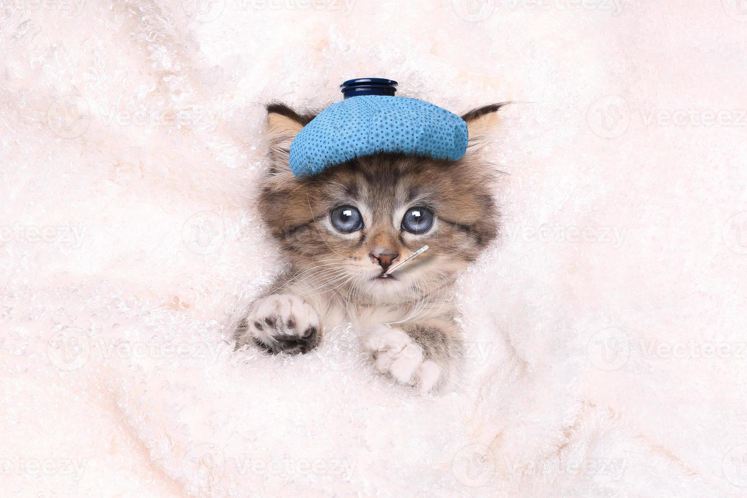 Sick Kitten With Ice Bag and Thermometer photo