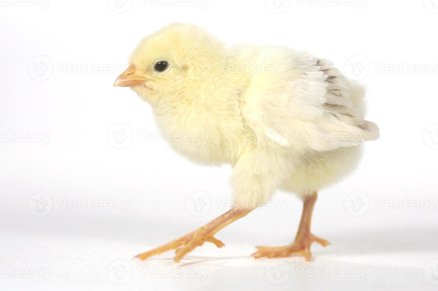 Adorable Baby Chick Chicken on White Background photo